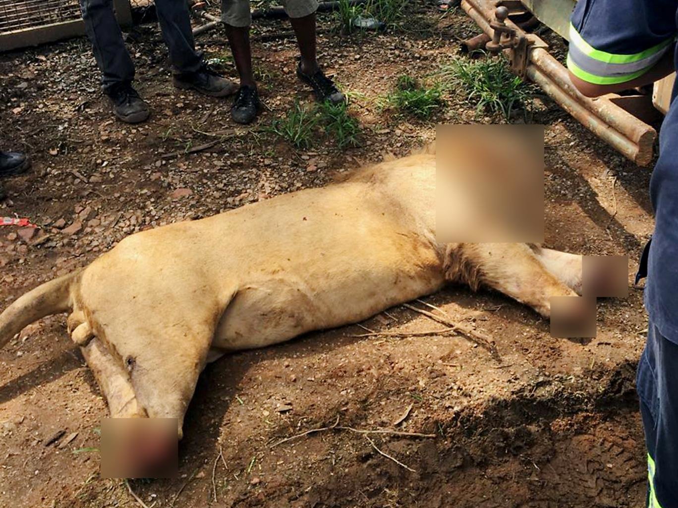 mutilated lion