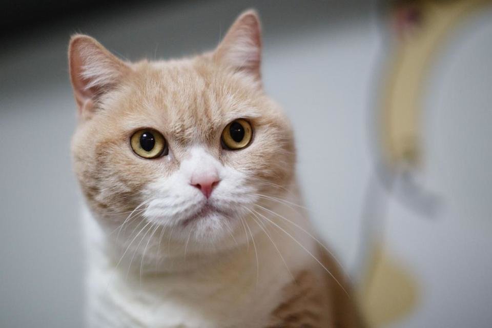 concerned cat