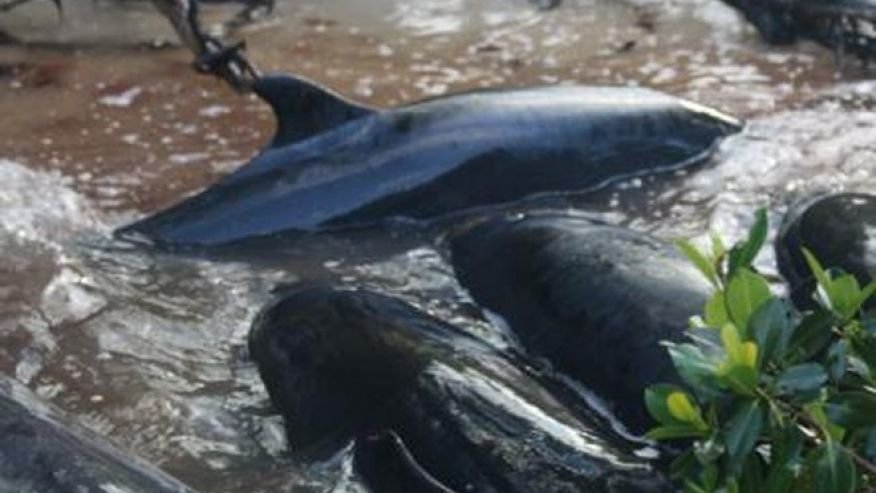 dead whales