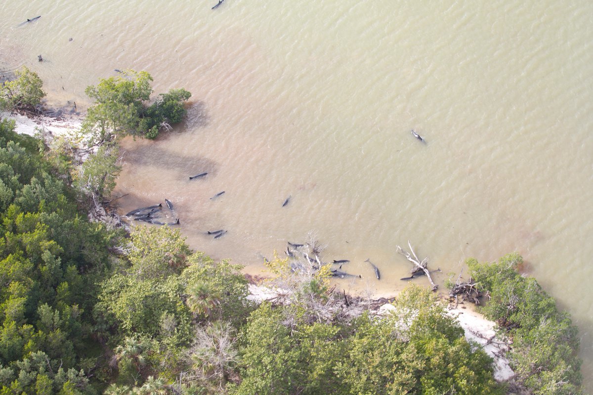 False killer whale stranding-area around scene in Everglades closed per the National Park Service-asking for no flyovers or boats for safety