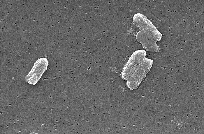 bacteria