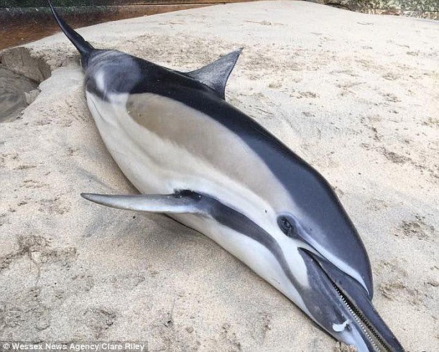 dead dolphin in Cornwall