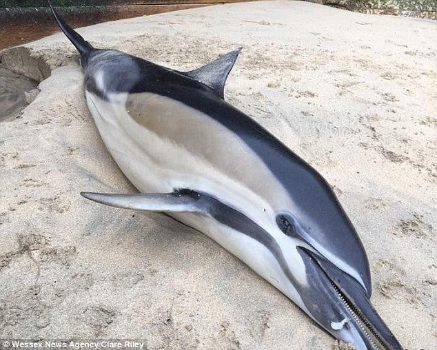 Click to enlarge dead dolphin in Cornwall