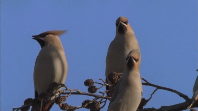 Waxwings