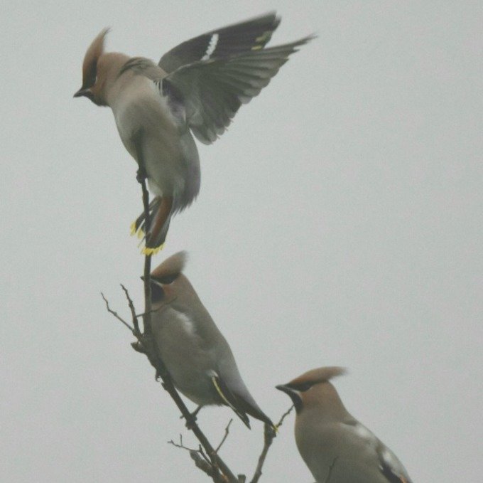 Waxwings mostly feed on fruit. 