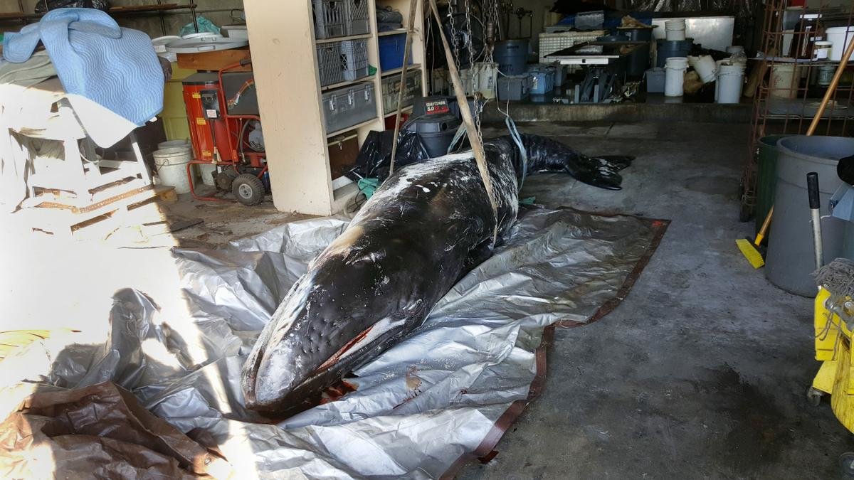 The carcass of a newborn gray baby whale is being examined at the Natural History Museum of Los Angeles on Tuesday. 