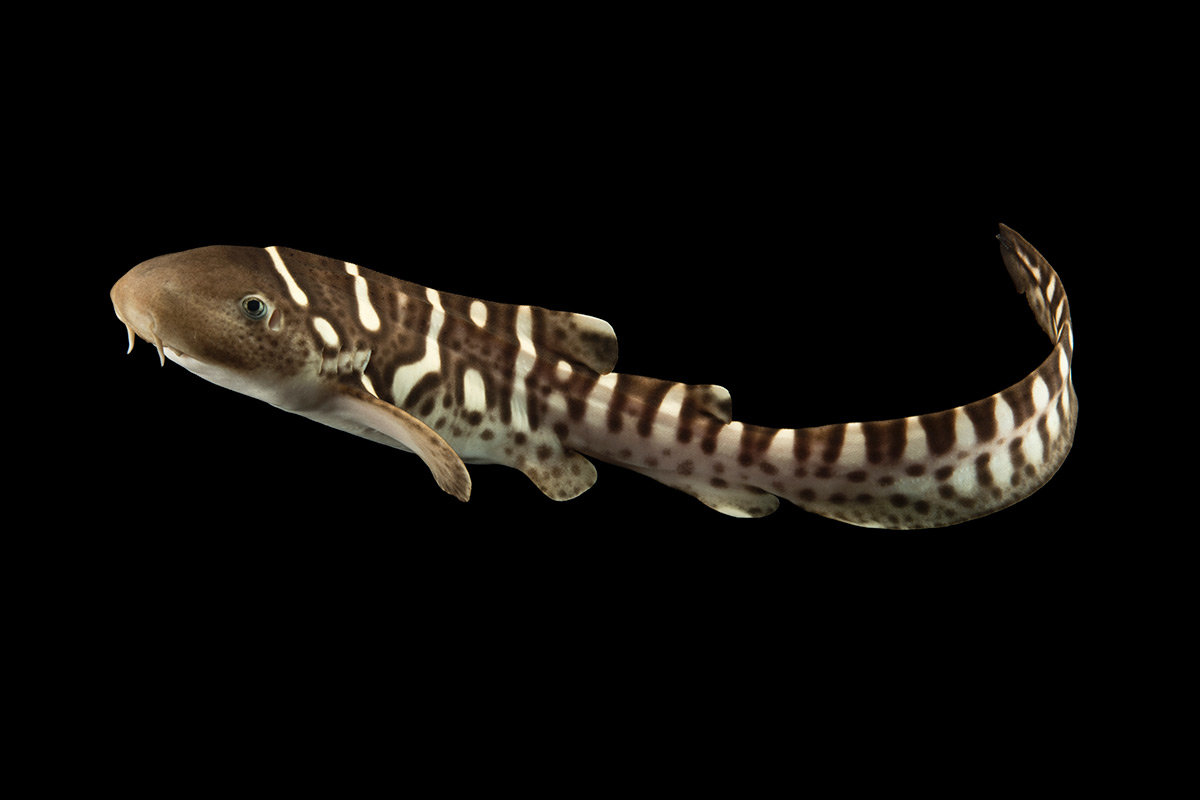 Shark