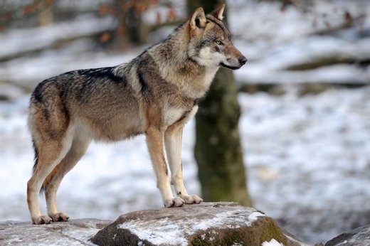 Parisians on edge as 'endangered' wolves freely roaming suburbs, fear they may make the capital their new home