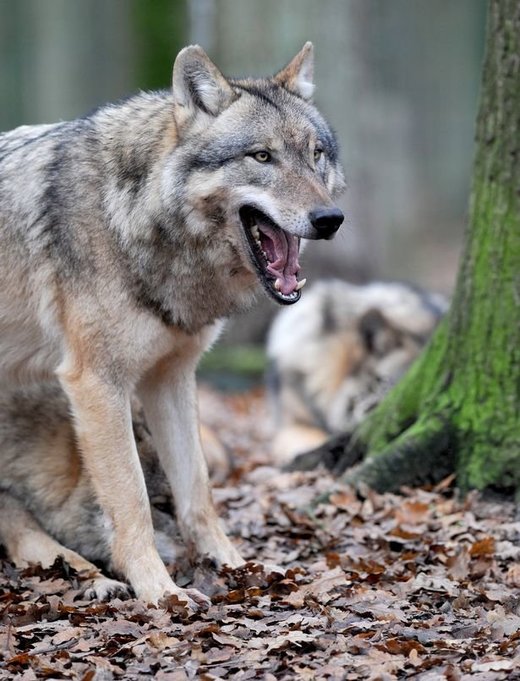 wolf attacks