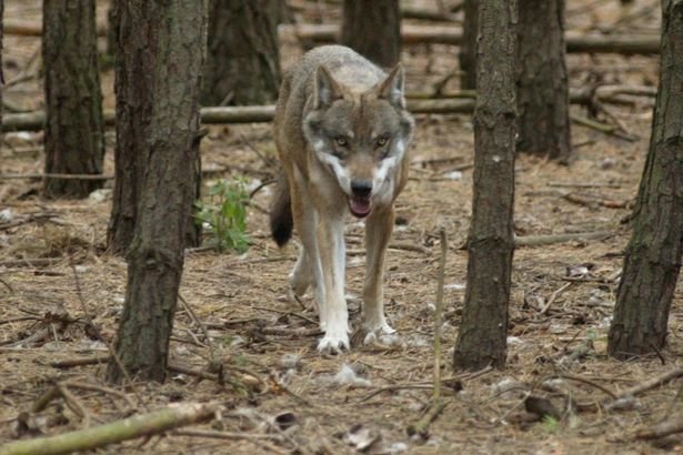 wolves roaming Paris