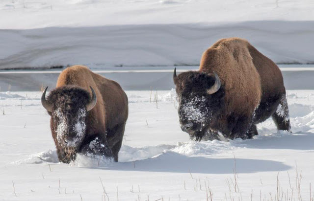 Bison in Yellowstone