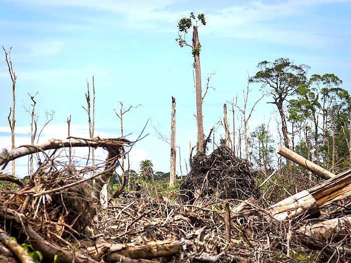 Click to enlarge deforestation Indonesia