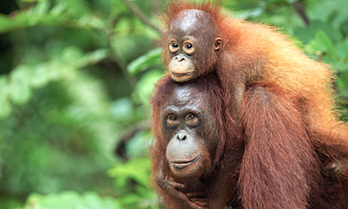 Click to enlarge orangutans