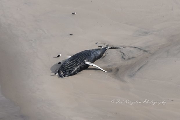 A deceased humpback whale spotted off Long Beach Island by an aerial photographer on Wednesday. 