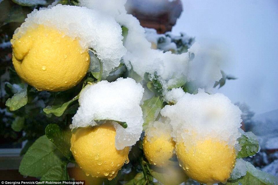 Many who have retired to Spain for its sunnier climes were stunned to see snow covering beaches on the eastern coast today - and even sticking to the citrus fruits the country is famous for  