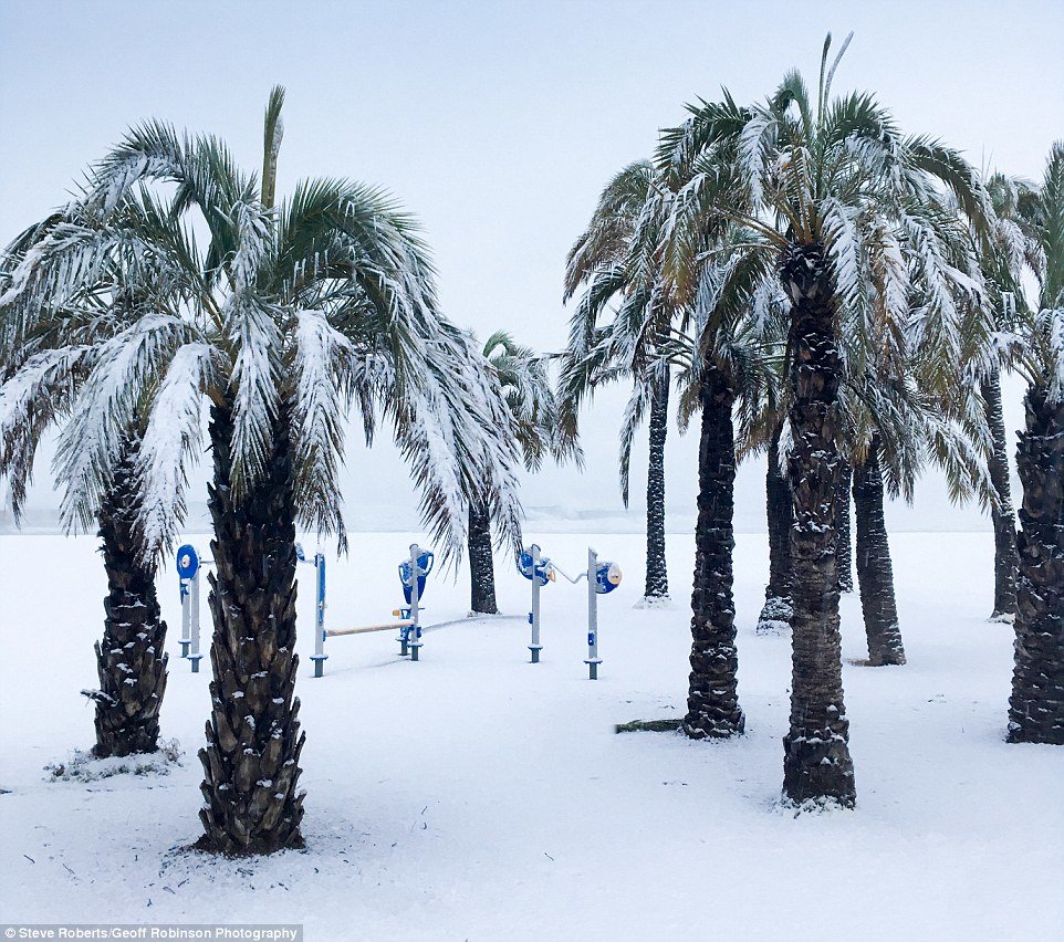 Click to enlarge Palm trees are normally associated with sunnier climes but these on Javea beach on Spain's Costa Blanca were covered in snow today