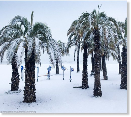 Palm trees are normally associated with sunnier climes but these on Javea beach on Spain's Costa Blanca were covered in snow today  