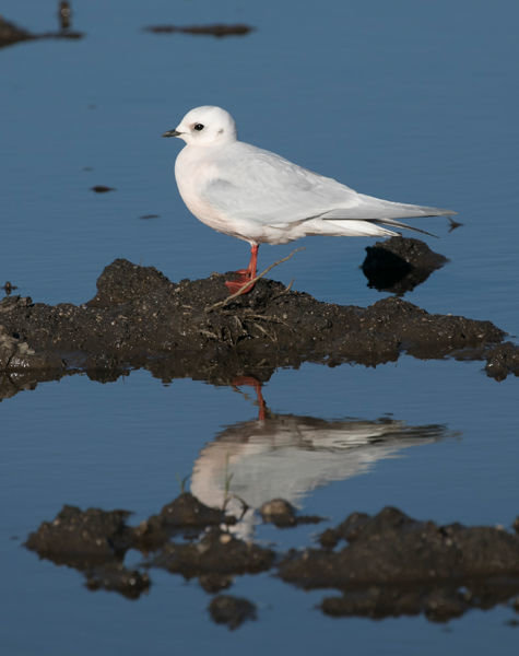 Click to enlarge Ross's gull
