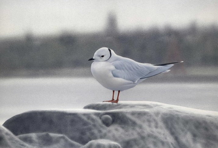 Click to enlarge Ross's Gull