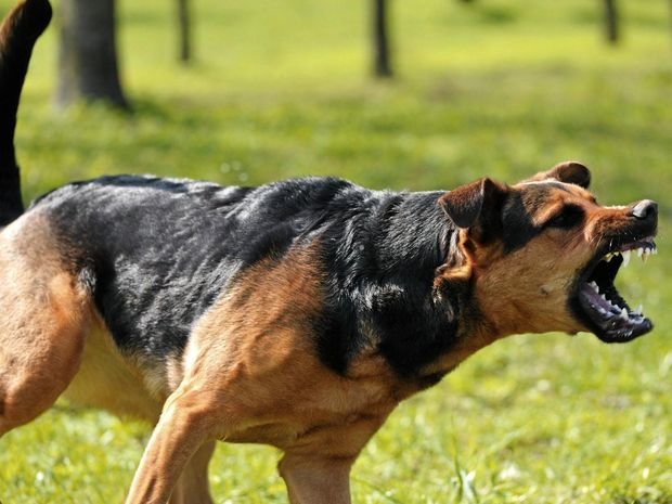 Mackay Regional Council received more than 400 reports of dog attacks in 2016.