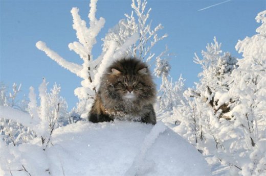 Click to enlarge Snow cat
