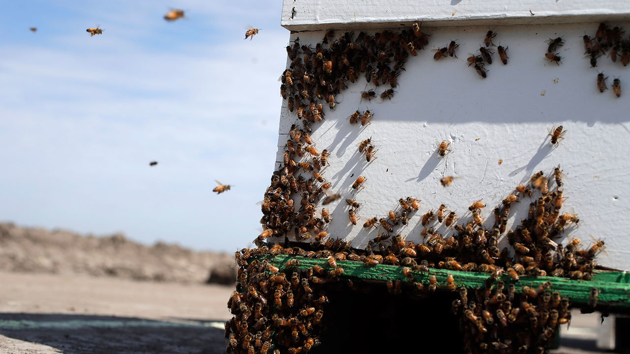 Click to enlarge Beehives