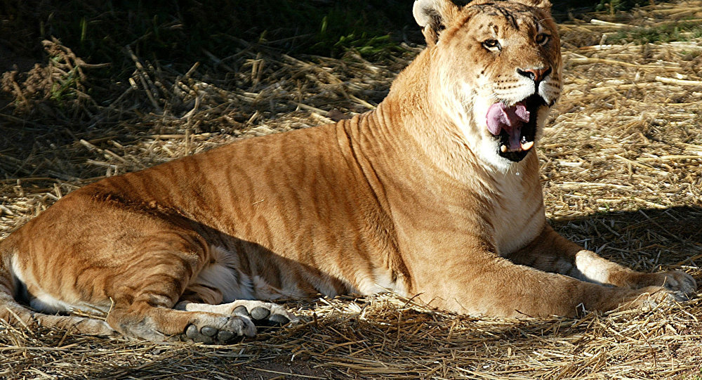 lion