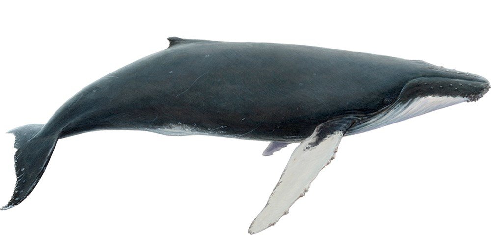 Humpback whale