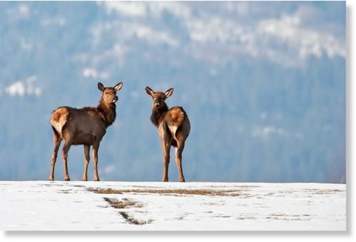 Two juvenile elk wander in a field 