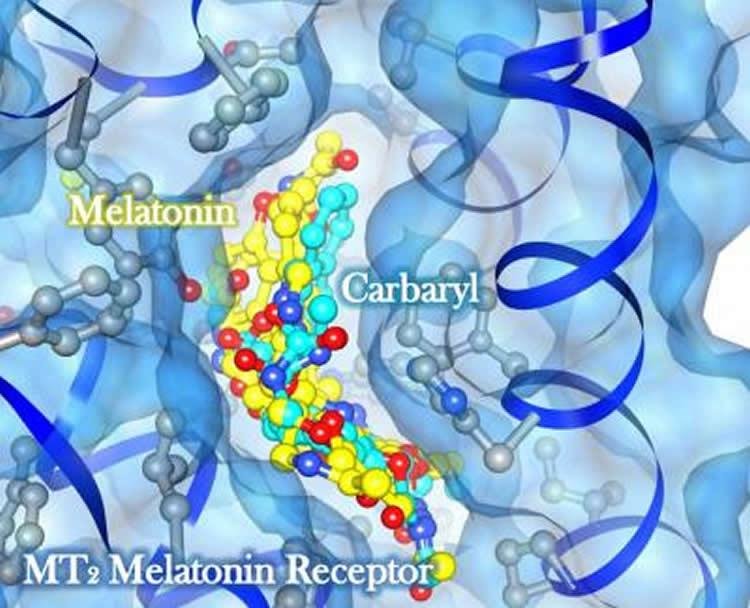 Click to enlarge melatonin pesticides