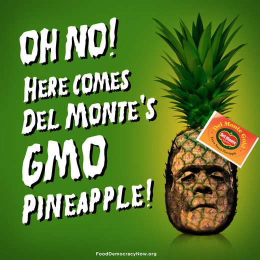 GMO pinapple