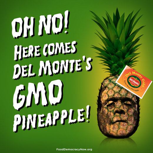 Click to enlarge GMO pinapple