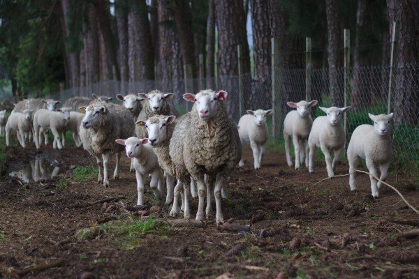 sheep