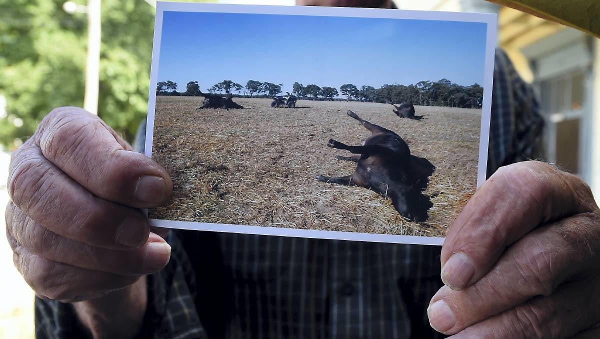 Three cows were killed by lightning near Maryborough last week.