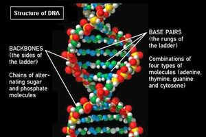 Struture DNA genetics genes