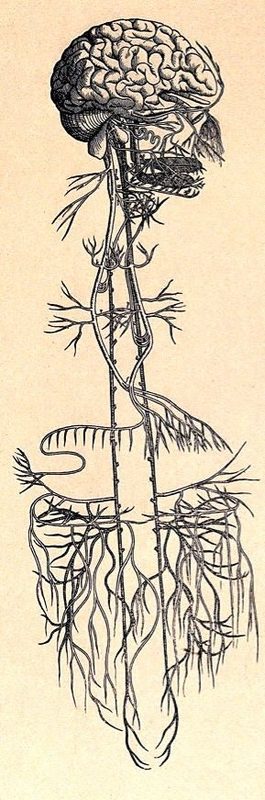 Click to enlarge Vagus Nerve