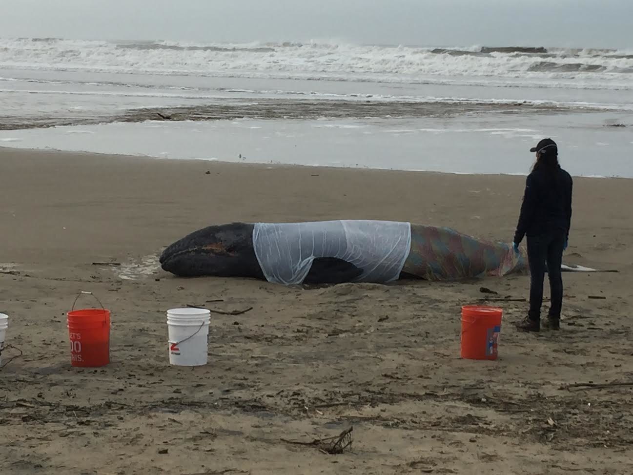 Click to enlarge The beached whale was reported to officials at around 7:00 a.m. Tuesday.