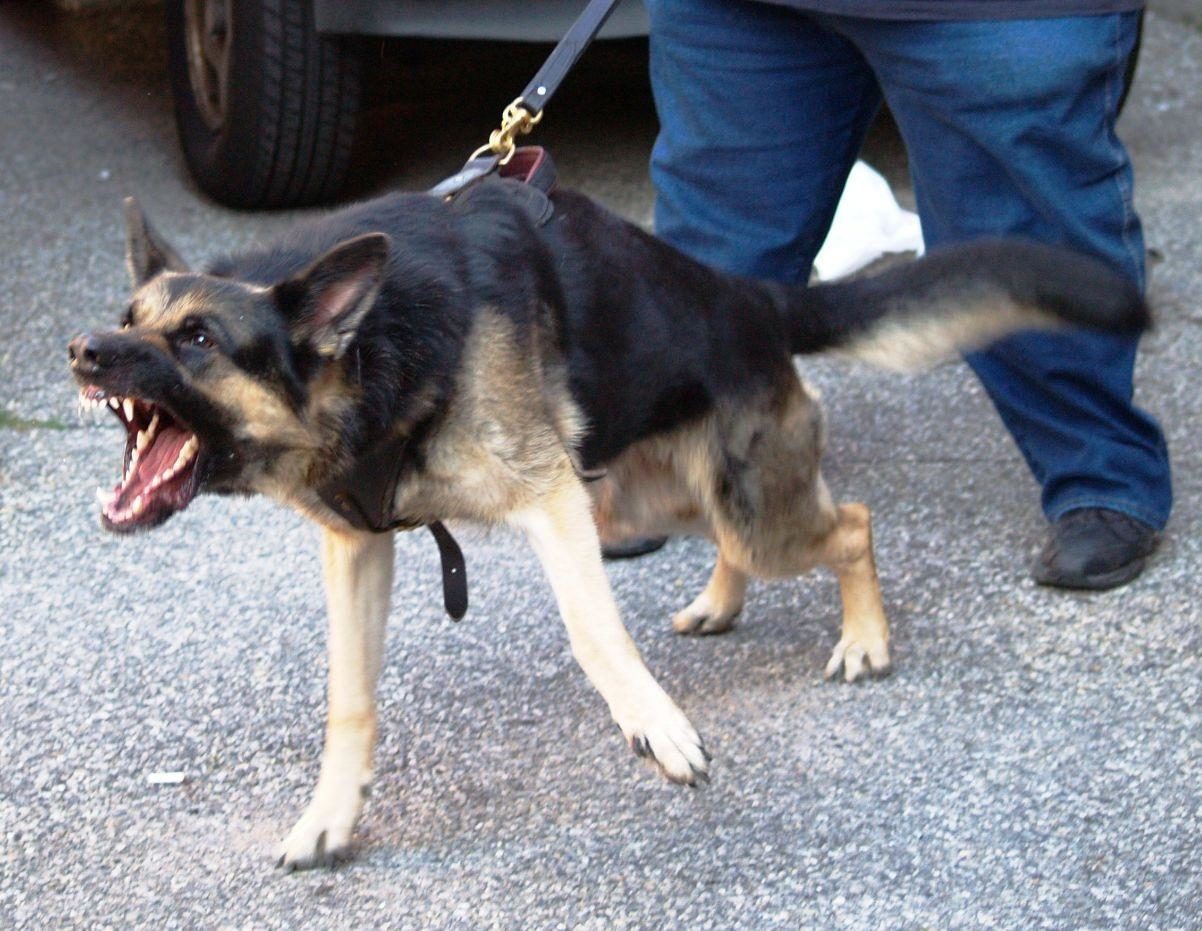 k9, police dog