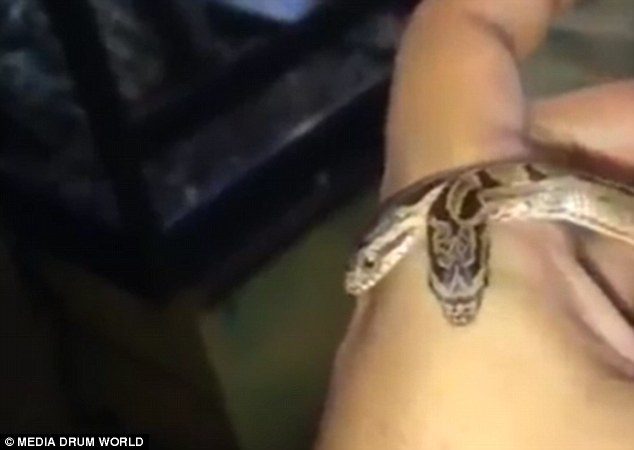 During the short clip, the reptile's head are even looking in opposite directions as a forked tongue protrudes from each mouth 