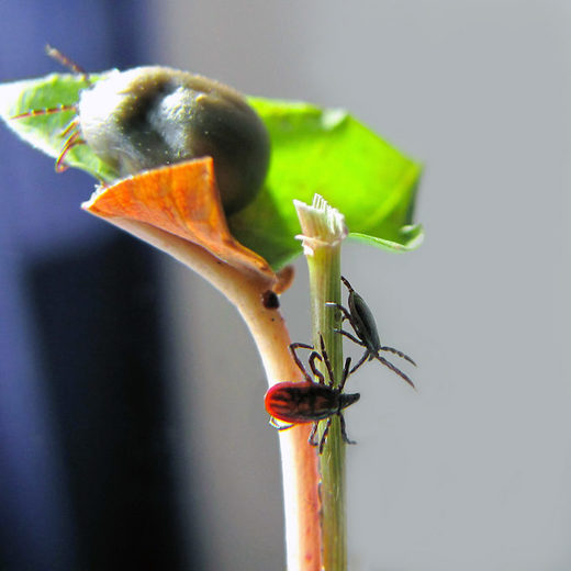 Click to enlarge Lyme Disease vaccine