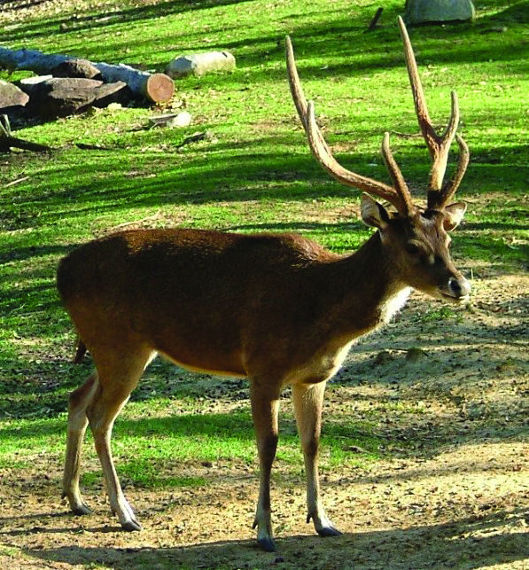 Rusa deer stag 