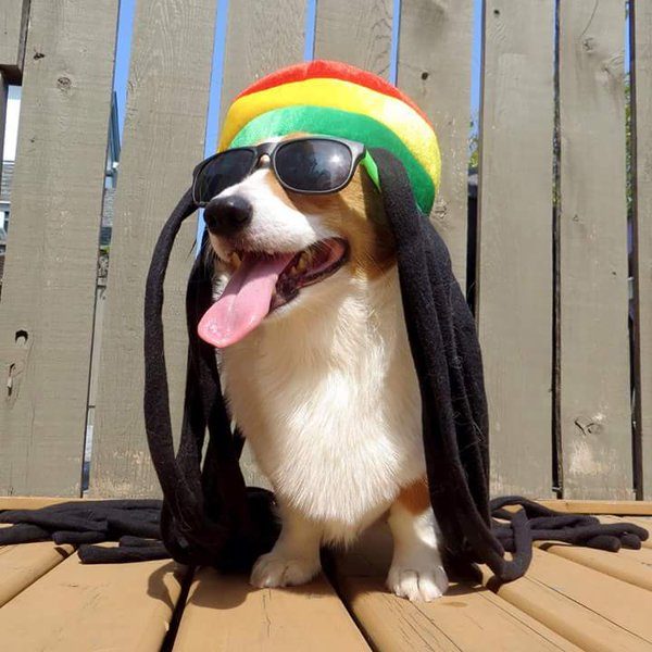 reggae dog