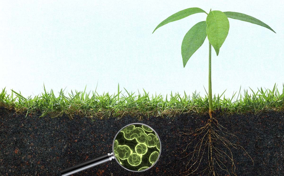 microbes soil