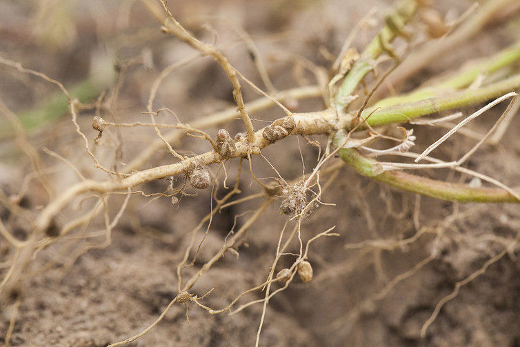 Click to enlarge legume seeds with bacteria