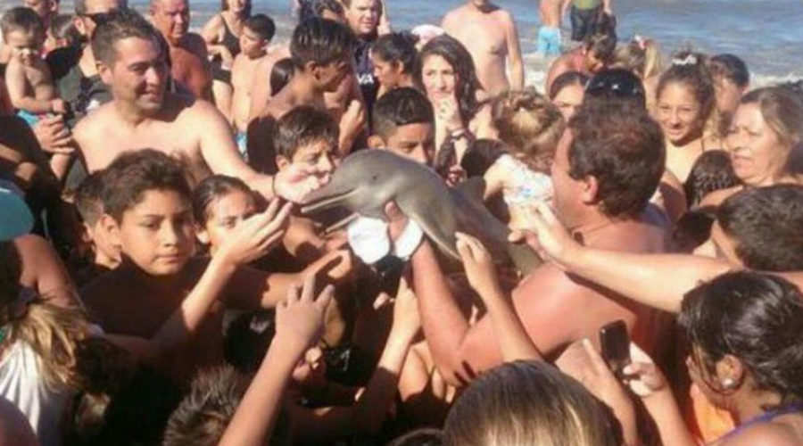 Click to enlarge dolphin selfies