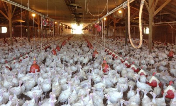 Click to enlarge crowded chickens