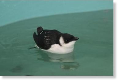Dovekie