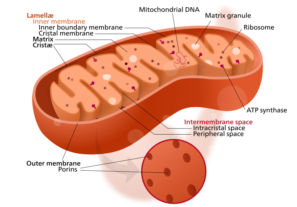 mitochondria