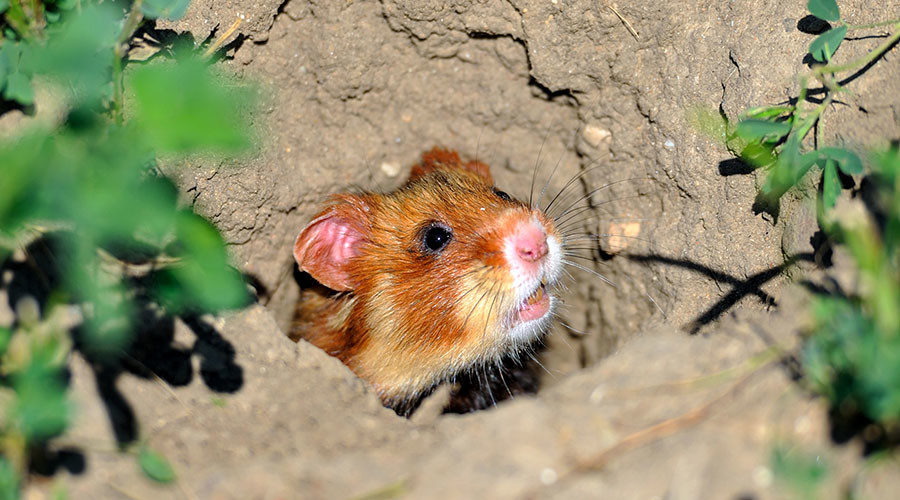 hamster
