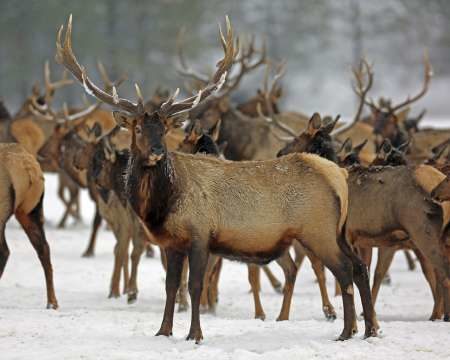 In this Jan. 18, 2017, photo provided by the Oregon Department of Fish and Wildlife, elk feed at the Wenaha Wildlife Area near Troy, Ore. 